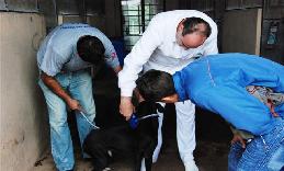 CCZ estima para o início do segundo semestre trabalho de chipagem em animais de Prudente   