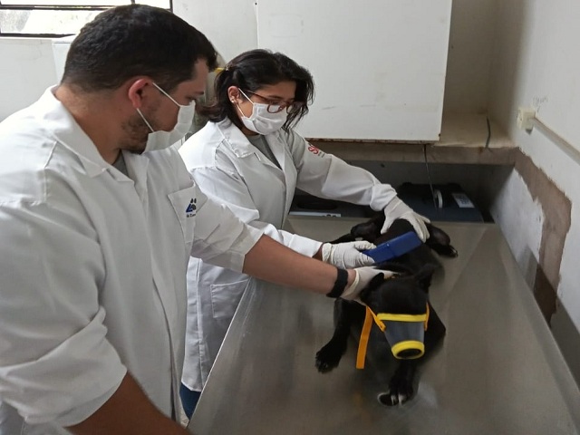 Atendimento para cães com sarna será às terças e quintas no CCZ, sem agendamento