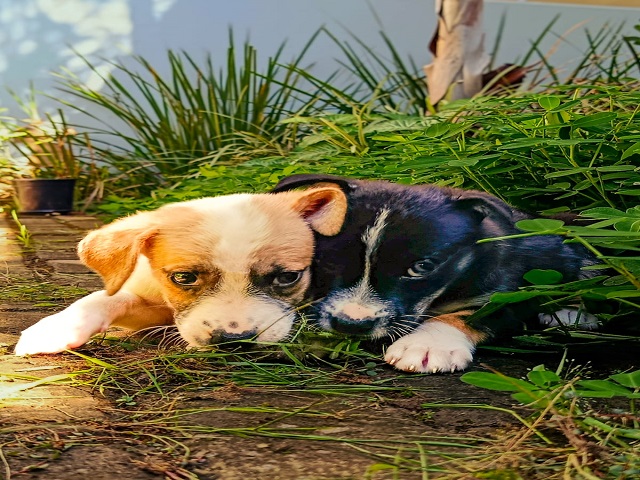 UVZ realiza feira de adoção de animais neste sábado, das 12h às 17h, no Parque Shopping 