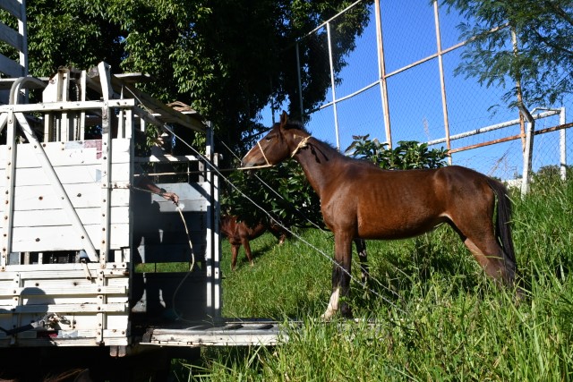 Prefeitura realiza operação para recolher cavalos soltos em áreas urbanas de Prudente