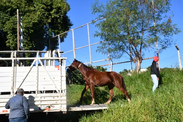 Quase 50 cavalos foram apreendidos em vias públicas de Prudente no primeiro semestre