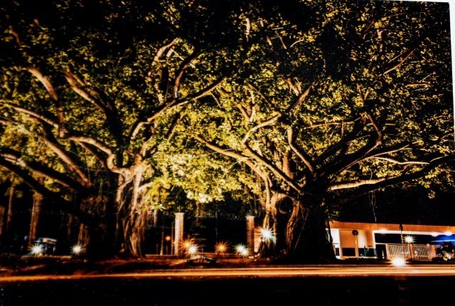 8º Concurso Fotográfico Árvores da Cidade abre inscrições até dia 14 de setembro