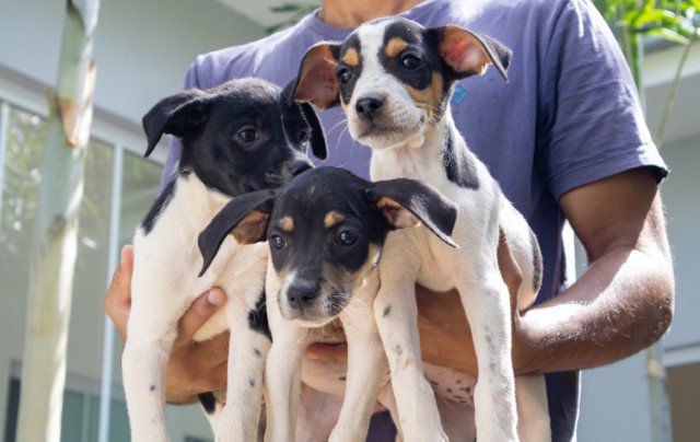 Do abandono ao acolhimento: histórias de animais que encontraram um novo lar