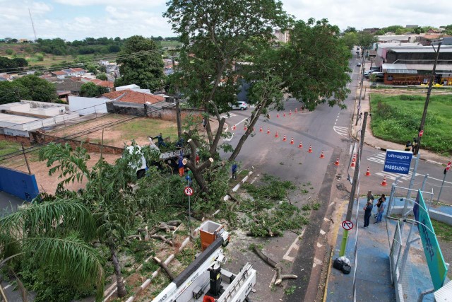 Avenida Paulo Marcondes é interditada parcialmente para retirada de mais duas árvores 
