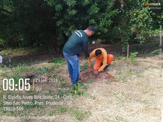 Semea realiza o plantio de 120 mudas para reforçar arborização no Parque Nelson Bugalho