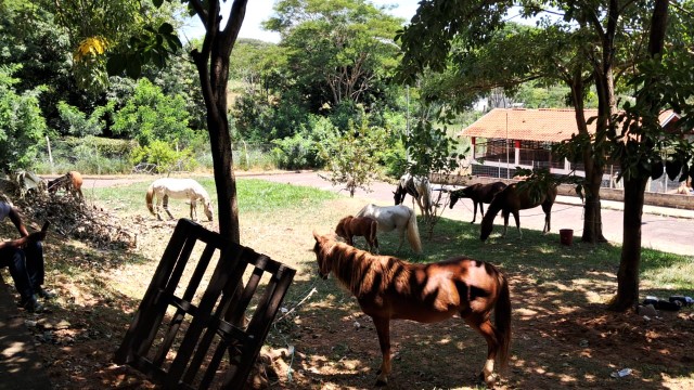 Prefeitura intensifica fiscalização e recolhe cavalos soltos na Zona Leste