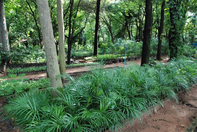 Horto contribui com arborização em Prudente através de produção anual de 8,5 mil mudas