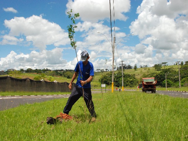 Secretaria do Meio Ambiente planta 360 mudas no canteiro da avenida Miguel Damha 
