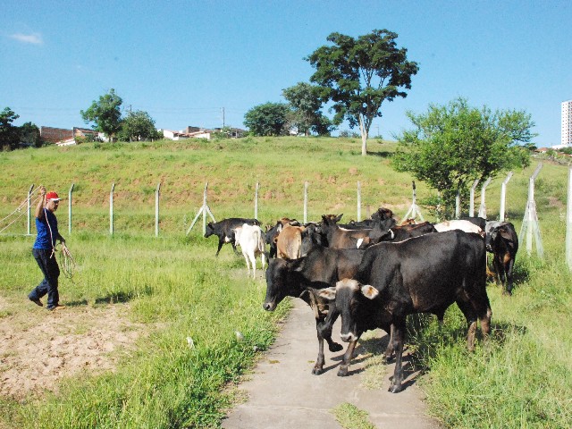 Fiscalização apreende 20 cabeças de gado soltas em vias e áreas públicas de Prudente