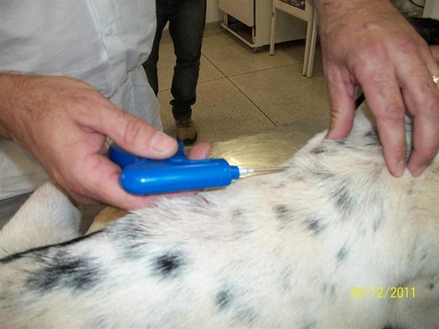 Sistema de chipagem será implantado em mais de 50 mil animais em Presidente Prudente