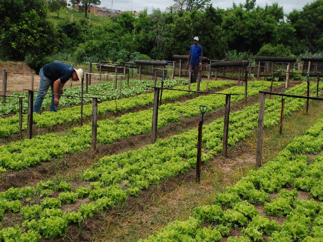 Horta Municipal instalada no Jardim Carandá atende 10 mil pessoas em Prudente