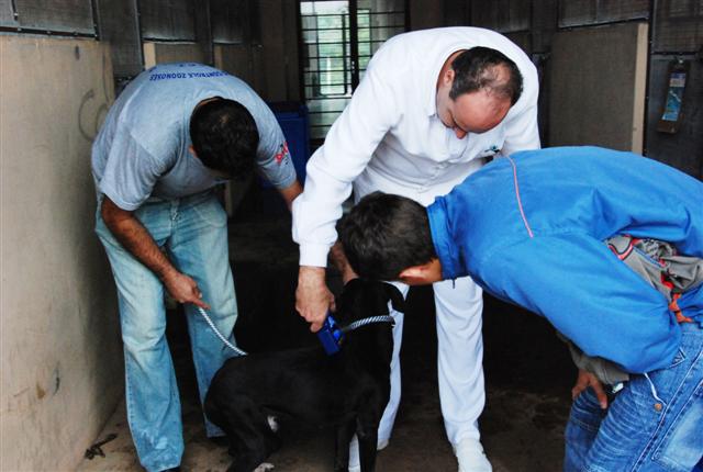 CCZ estima para o início do segundo semestre trabalho de chipagem em animais de Prudente   