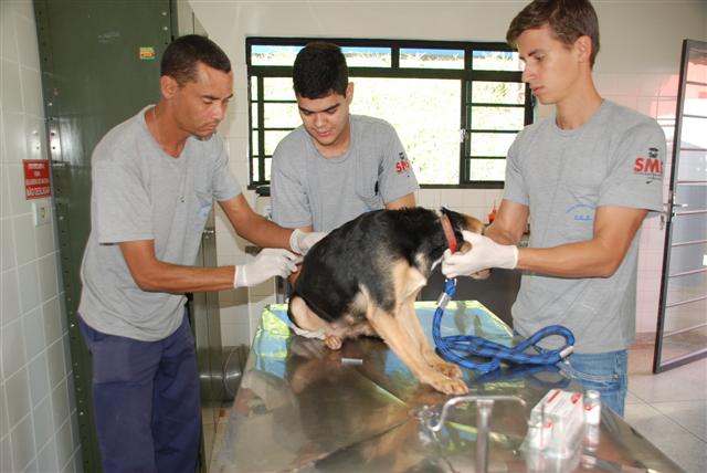 Após 2 anos, Prudente volta a ter campanha antirrábica; 38 mil animais devem ser vacinados