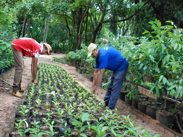 Horto tem capacidade para mais de 100 mil mudas de árvores de diferentes espécies