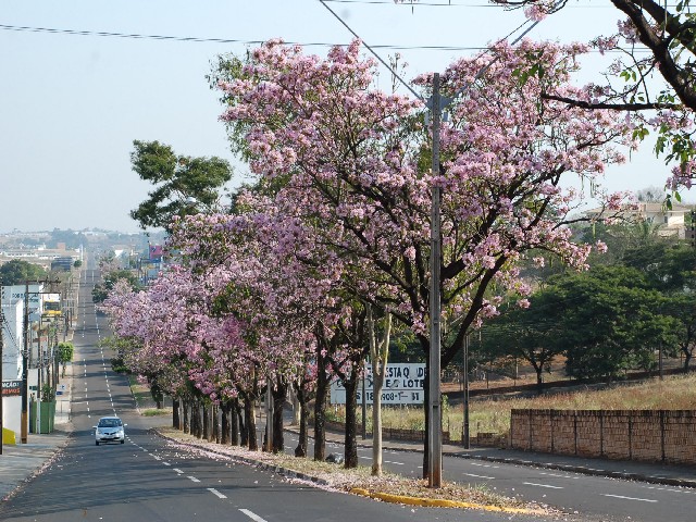 Prolongamento da Coronel Marcondes vira atração com os floridos ipês rosa  