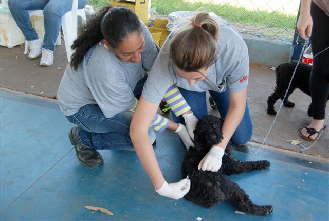 Campanha Contra Raiva supera expectativas no primeiro dia e vacina 1.145 animais