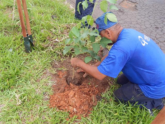 Meio Ambiente encerra semana com plantio de mudas na Avenida Juscelino Kubitschek