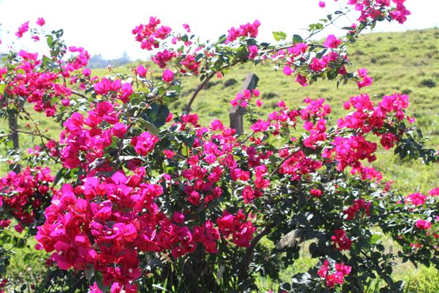 Primavera traz colorido especial à vegetação da Cidade da Criança