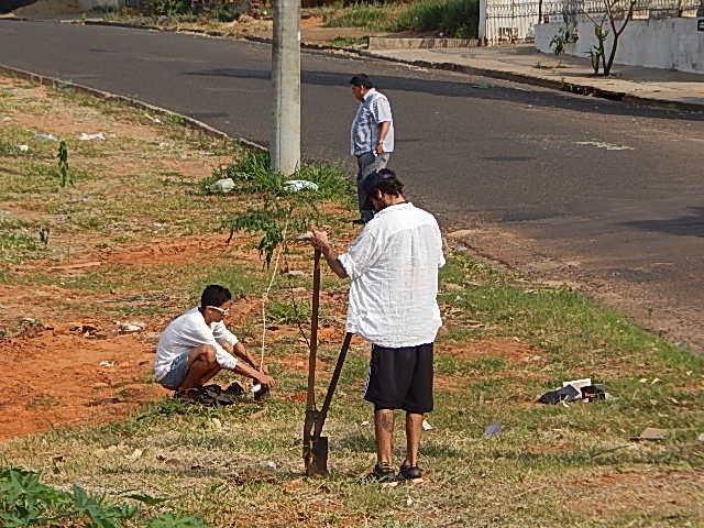 Semana da Árvore tem início com plantio no Novo Prudentino; ações seguem até segunda-feira
