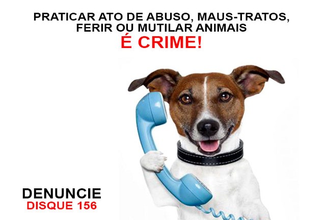 Denúncias de maus-tratos contra animais podem ser feitas pela Central de Atendimento 156