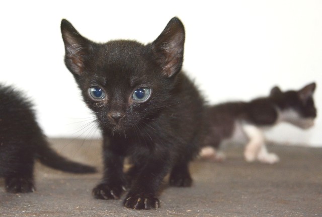 Centro de Zoonoses tem 15 animais disponíveis para adoção