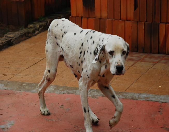 Campanha contra a raiva começa de 18 a 30 de agosto