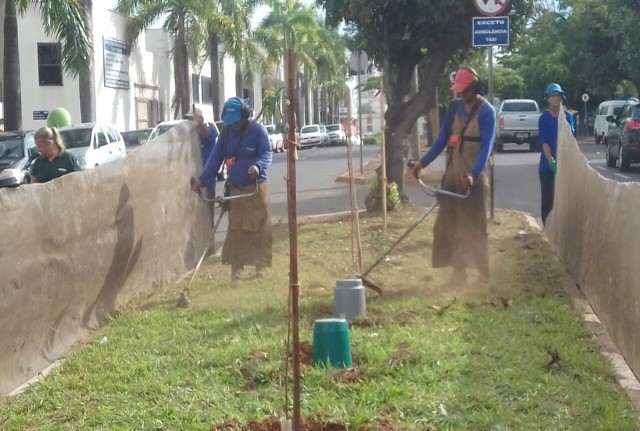 Agentes da Semea promovem a manutenção de mudas na Avenida Coronel Marcondes