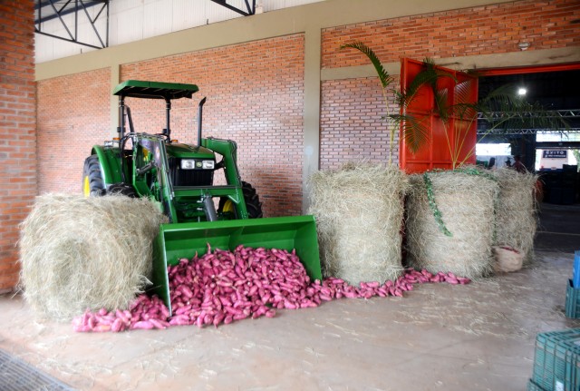 IBC está pronto para sediar a 1ª Feira Tecnológica da Batata Doce neste fim semana