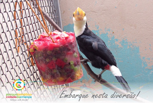 Animais do zoológico ganham sorvetes para amenizar o calor