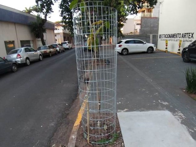 Prefeitura adota 'Espaço-Árvore' para plantios de mudas nas calçadas e áreas públicas