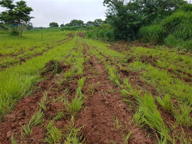 Semea e MRV realizam plantio de mil mudas nativas no futuro Parque dos Ipês