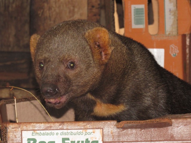 Animal da espécie Irara ganha novo lar no zoológico da Cidade da Criança