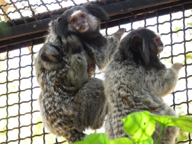 Zoológico da Cidade da Criança apresenta novos filhotes de saguis-de-tufos-pretos 