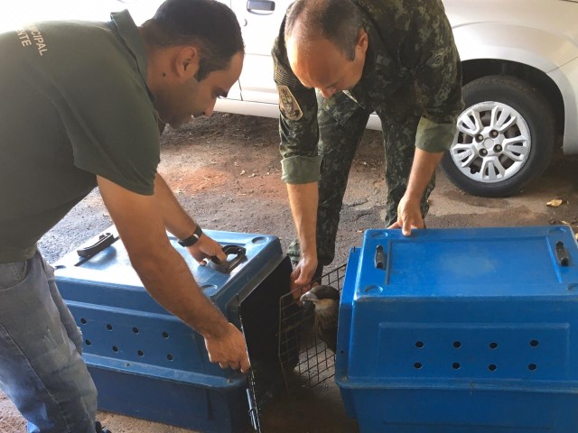 Equipe da Secretaria de Meio Ambiente é acionada para capturar aves silvestres